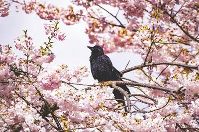 Ultimate Guide to Bird-Watching in Vancouver: Best Locations & Tips