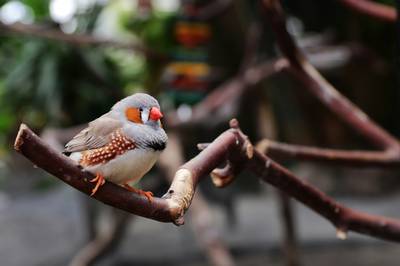 Top 5 Vancouver Wildlife Hotspots: A Practical Guide